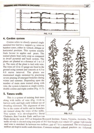 Training and pruning | PDF