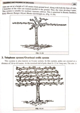 Training and pruning | PDF
