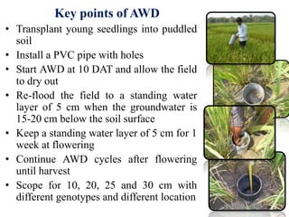 Training on Alternate Wetting and Drying (awd) in rice | PPTX