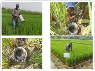 Training on Alternate Wetting and Drying (awd) in rice | PPTX