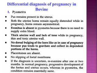 Pyometra Cow Training on bovine pregnancy diagnosis (pd) tests | PDF