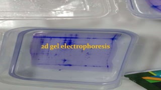 2d gel electrophoresis
 