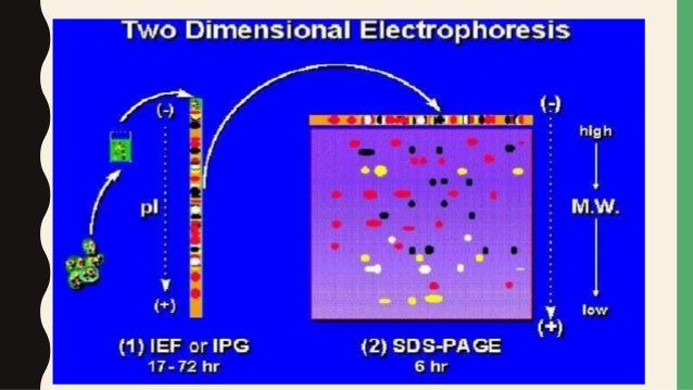 2d gel electrophoresis