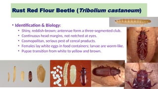 Identification, Biology, Nature of Damage, and Management of Stored ...