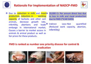 Training of vaccination in FMD affected cattle | PDF