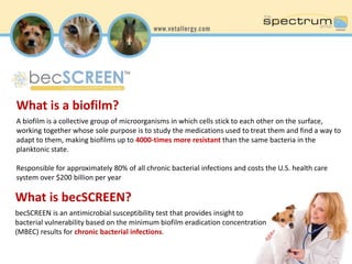 What is a biofilm? 
A biofilm is a collective group of microorganisms in which cells stick to each other on the surface, 
working together whose sole purpose is to study the medications used to treat them and find a way to 
adapt to them, making biofilms up to 4000-times more resistant than the same bacteria in the 
planktonic state. 
Responsible for approximately 80% of all chronic bacterial infections and costs the U.S. health care 
system over $200 billion per year 
What is becSCREEN? 
becSCREEN is an antimicrobial susceptibility test that provides insight to 
bacterial vulnerability based on the minimum biofilm eradication concentration 
(MBEC) results for chronic bacterial infections. 
 