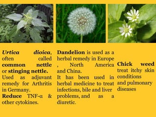 Urtica dioica,
often called
common nettle
or stinging nettle.
Used as adjuvant
remedy for Arthritis
in Germany.
Reduce TNF-α &
other cytokines.
Dandelion is used as a
herbal remedy in Europe
, North America
and China.
It has been used in
herbal medicine to treat
infections, bile and liver
problems, and as a
diuretic.
Chick weed
treat itchy skin
conditions
and pulmonary
diseases
 