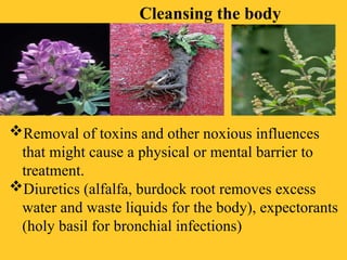 Cleansing the body
Removal of toxins and other noxious influences
that might cause a physical or mental barrier to
treatment.
Diuretics (alfalfa, burdock root removes excess
water and waste liquids for the body), expectorants
(holy basil for bronchial infections)
 