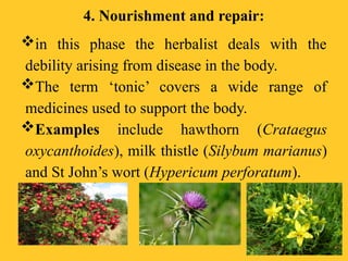 4. Nourishment and repair:
in this phase the herbalist deals with the
debility arising from disease in the body.
The term ‘tonic’ covers a wide range of
medicines used to support the body.
Examples include hawthorn (Crataegus
oxycanthoides), milk thistle (Silybum marianus)
and St John’s wort (Hypericum perforatum).
 