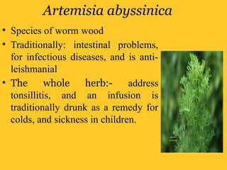 Artemisia abyssinica
• Species of worm wood
• Traditionally: intestinal problems,
for infectious diseases, and is anti-
leishmanial
• The whole herb:- address
tonsillitis, and an infusion is
traditionally drunk as a remedy for
colds, and sickness in children.
 