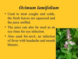 Ocimum lamifolium
• Used to treat coughs and colds,
the fresh leaves are squeezed and
the juice sniffed.
• The juice can also be used as an
eye rinse for eye infection.
• Also used for mich, an infection
of fever with headache and mouth
blisters.
 