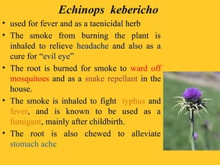 Echinops kebericho
• used for fever and as a taenicidal herb
• The smoke from burning the plant is
inhaled to relieve headache and also as a
cure for “evil eye”
• The root is burned for smoke to ward off
mosquitoes and as a snake repellant in the
house.
• The smoke is inhaled to fight typhus and
fever, and is known to be used as a
fumigant, mainly after childbirth.
• The root is also chewed to alleviate
stomach ache
 
