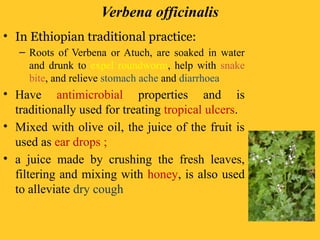 Verbena officinalis
• In Ethiopian traditional practice:
– Roots of Verbena or Atuch, are soaked in water
and drunk to expel roundworm, help with snake
bite, and relieve stomach ache and diarrhoea
• Have antimicrobial properties and is
traditionally used for treating tropical ulcers.
• Mixed with olive oil, the juice of the fruit is
used as ear drops ;
• a juice made by crushing the fresh leaves,
filtering and mixing with honey, is also used
to alleviate dry cough
 