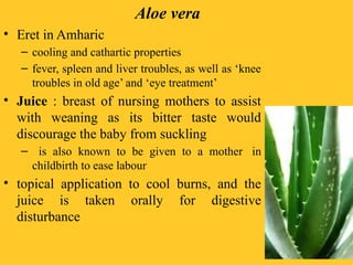 Aloe vera
• Eret in Amharic
– cooling and cathartic properties
– fever, spleen and liver troubles, as well as ‘knee
troubles in old age’ and ‘eye treatment’
• Juice : breast of nursing mothers to assist
with weaning as its bitter taste would
discourage the baby from suckling
– is also known to be given to a mother in
childbirth to ease labour
• topical application to cool burns, and the
juice is taken orally for digestive
disturbance
 