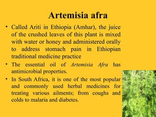Artemisia afra
• Called Ariti in Ethiopia (Amhar), the juice
of the crushed leaves of this plant is mixed
with water or honey and administered orally
to address stomach pain in Ethiopian
traditional medicine practice
• The essential oil of Artemisia Afra has
antimicrobial properties.
• In South Africa, it is one of the most popular
and commonly used herbal medicines for
treating various ailments; from coughs and
colds to malaria and diabetes.
 