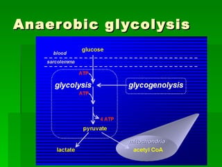 Anaerobic glycolysis 