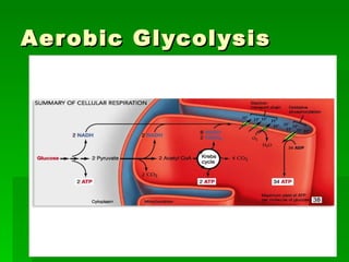 Aerobic Glycolysis 