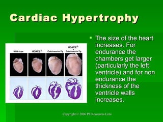 Cardiac Hypertrophy The size of the heart increases. For endurance the chambers get larger (particularly the left ventricle) and for non endurance the thickness of the ventricle walls increases. 
