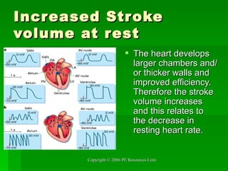 Increased Stroke volume at rest The heart develops larger chambers and/or thicker walls and improved efficiency. Therefore the stroke volume increases and this relates to the decrease in resting heart rate. 
