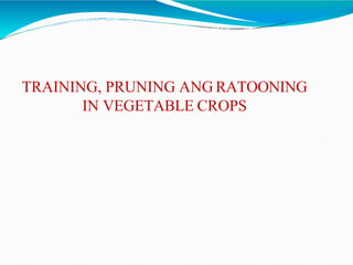 TRAINING, PRUNING ANG RATOONING
IN VEGETABLE CROPS
 