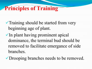 Training, Pruning, Staking.pptx