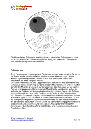 Die Menschlichen Zellen unterscheiden sich von pflanzlichen Zellen dadurch, dass
nur in den pflanzlichen Zellen Chronoplasten (Blattgrün) vorkommt. Chloroplasten
sind für die Photosynthese verantwortlich.



Zellmembranen

Auch Elementarmembranen genannt; Sie trennen und verbinden zugleich. Sie trenne
die Stoffe, welche nicht in die Zellen gehören von den lebenswichtigen Stoffen,
welche ungehindert passieren können. Wie ist aber eine solche Membrane
beschaffen, die diese Fähigkeit besitzt?
Eine Zellmembrane (Meist eine Doppelmembrane besteht aus zwei schichten Lipoid-
Moleküle, die erste schicht liegt auf der Grenzschicht zwischen Zelle und der zweiten
Schicht. Die Moleküle breiten sich auf der gesamten Oberfläche aus wie ein tropfen
Fett auf einer Wasseroberfläche. In der ein Molekül dicke Lipoidschicht stehen die
Moleküle wie Soldaten wohlgeordnet nebeneinander, mit dem Fuss an der Zelle und
dem Kopf in der Zwischenschicht. Der Fuss ist die Stelle, wo die Phosphorsäure
sitzt. Diese ist Wasserlöslich (Hydrophil) am Kopf sitzt die Fettsäure diese ist Wasser
abstossend (hydrophob). Die zweite Schicht ist ebenfalls eine Lipoidschicht. Da sich
die hydrophopen Köpfe der Lipoidmoleküle aber weder mit den Protoplasten noch
mit der Zellwand befreunden können, kehren sie sich kurzerhand gegeneinander; sie
strecken die Köpfe zusammen und bilden so den Angesprochenen Doppelfilm
(bimolekular). Damit die Lipoidfilme stabil bleiben sind zusätzlich monomolekulare
Proteinfilme nötig.




© Trainingsplanung im Radsport
http://www.msporting.com/planung                                               Seite 102
 
