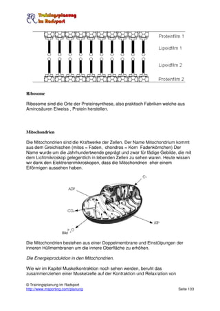 Ribosome

Ribosome sind die Orte der Proteinsynthese, also praktisch Fabriken welche aus
Aminosäuren Eiweiss , Protein herstellen.




Mitochondrien

Die Mitochondrien sind die Kraftwerke der Zellen. Der Name Mitochondrium kommt
aus dem Greichischen (mitos = Faden, chondros = Korn Fadenkörnchen) Der
Name wurde um die Jahrhundertwende geprägt und zwar für fädige Gebilde, die mit
dem Lichtmikroskop gelegentlich in lebenden Zellen zu sehen waren. Heute wissen
wir dank den Elektronenmikroskopen, dass die Mitochondrien eher einem
Eiförmigen aussehen haben.




                    Bild


Die Mitochondrien bestehen aus einer Doppelmembrane und Einstülpungen der
inneren Hüllmembranen um die innere Oberfläche zu erhöhen.

Die Energieproduktion in den Mitochondrien.

Wie wir im Kapitel Muskelkontraktion noch sehen werden, beruht das
zusammenziehen einer Muskelzelle auf der Kontraktion und Relaxration von

© Trainingsplanung im Radsport
http://www.msporting.com/planung                                           Seite 103
 
