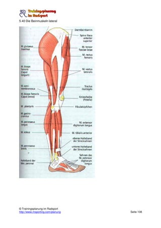 5.40 Die Beinmuskeln lateral




© Trainingsplanung im Radsport
http://www.msporting.com/planung   Seite 108
 