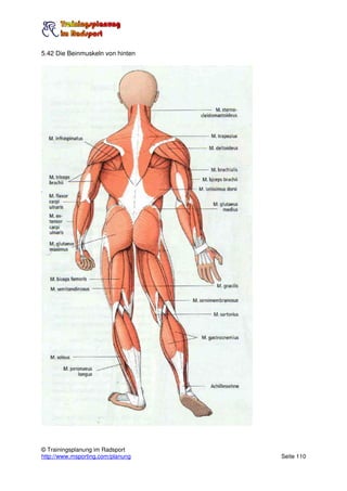 5.42 Die Beinmuskeln von hinten




© Trainingsplanung im Radsport
http://www.msporting.com/planung   Seite 110
 