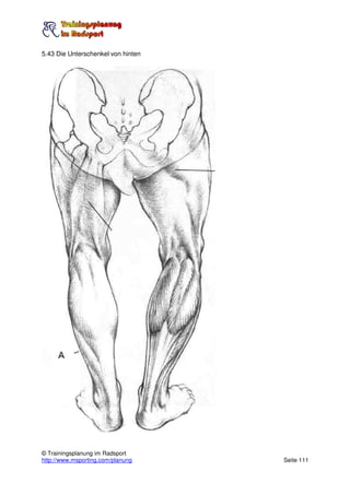 5.43 Die Unterschenkel von hinten




© Trainingsplanung im Radsport
http://www.msporting.com/planung    Seite 111
 