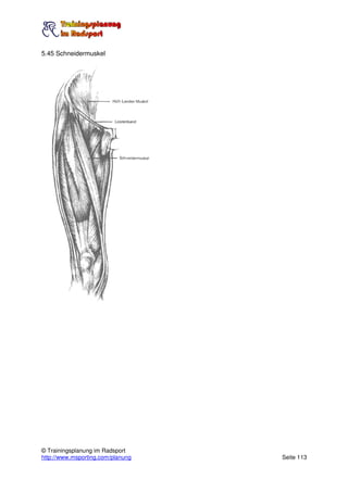 5.45 Schneidermuskel




© Trainingsplanung im Radsport
http://www.msporting.com/planung   Seite 113
 