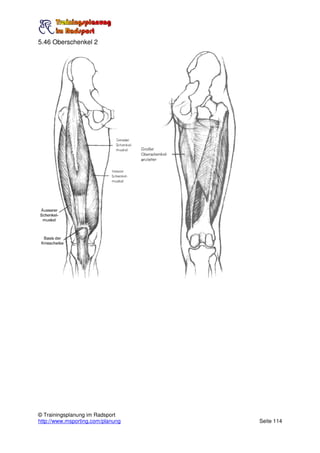 5.46 Oberschenkel 2




© Trainingsplanung im Radsport
http://www.msporting.com/planung   Seite 114
 