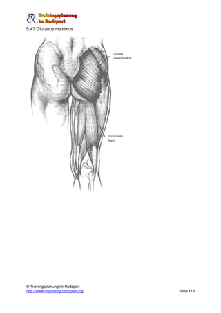 5.47 Glutaeus maximus




© Trainingsplanung im Radsport
http://www.msporting.com/planung   Seite 115
 