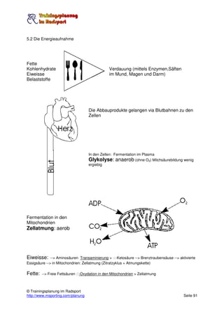 5.2 Die Energieaufnahme




Fette
Kohlenhydrate                                  Verdauung (mittels Enzymen,Säften
Eiweisse                                       im Mund, Magen und Darm)
Belaststoffe




                                    Die Abbauprodukte gelangen via Blutbahnen zu den
                                    Zellen




                                    In den Zellen: Fermentation im Plasma
                                    Glykolyse: anaerob (ohne O2) Milchsäurebildung wenig
                                    ergiebig




Fermentation in den
Mitochondrien
Zellatmung: aerob




Eiweisse:     --> Aminosäuren Transaminierung > a-Ketosäure --> Brenztraubensäuse --> aktivierte
Essigsäure --> in Mitochondrien: Zellatmung (Zitratzyklus + Atmungskette)

Fette:   --> Freie Fettsäuren b-Oxydation in den Mitochondrien > Zellatmung



© Trainingsplanung im Radsport
http://www.msporting.com/planung                                                         Seite 91
 
