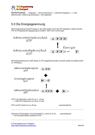 Kohlenhydrate:       --> Glykolyse --> Brenztraubensäure --> aktivierte Essigsäure --> in den
Mitochondrien: Zellatmung (Zitratzyklus + Atmungskette)




5.3 Die Energiegewinnung
Alle Energieverbrauchende Prozesse in der Zelle werden durch das ATP gespiesen. Dabei wird dem
ATP ein Phosphatanteil abgesprengt es entsteht : ADP und P und Energie.




Mit Kreatinphosphat kann ADP wieder zu ATP aufgewertet werden und steht wieder als Zellbrennstoff
zur Verfügung.




ATP in der Muskulatur reicht für ca. 5 - 10 sec.
 --> 1000 ATP entsprechen ca. 30 kJ (7 kcal)

ATP und KrP reichen für ca. 25 sec.                                anaerob/alaktizid




Glykolyse ("Zuckerabbau" ohne Sauerstoff O2 ) reicht ca. 2 min.     anaerob/laktizid
 --> pro Glucosemolekül resultieren 2 ATP




© Trainingsplanung im Radsport
http://www.msporting.com/planung                                                                Seite 92
 