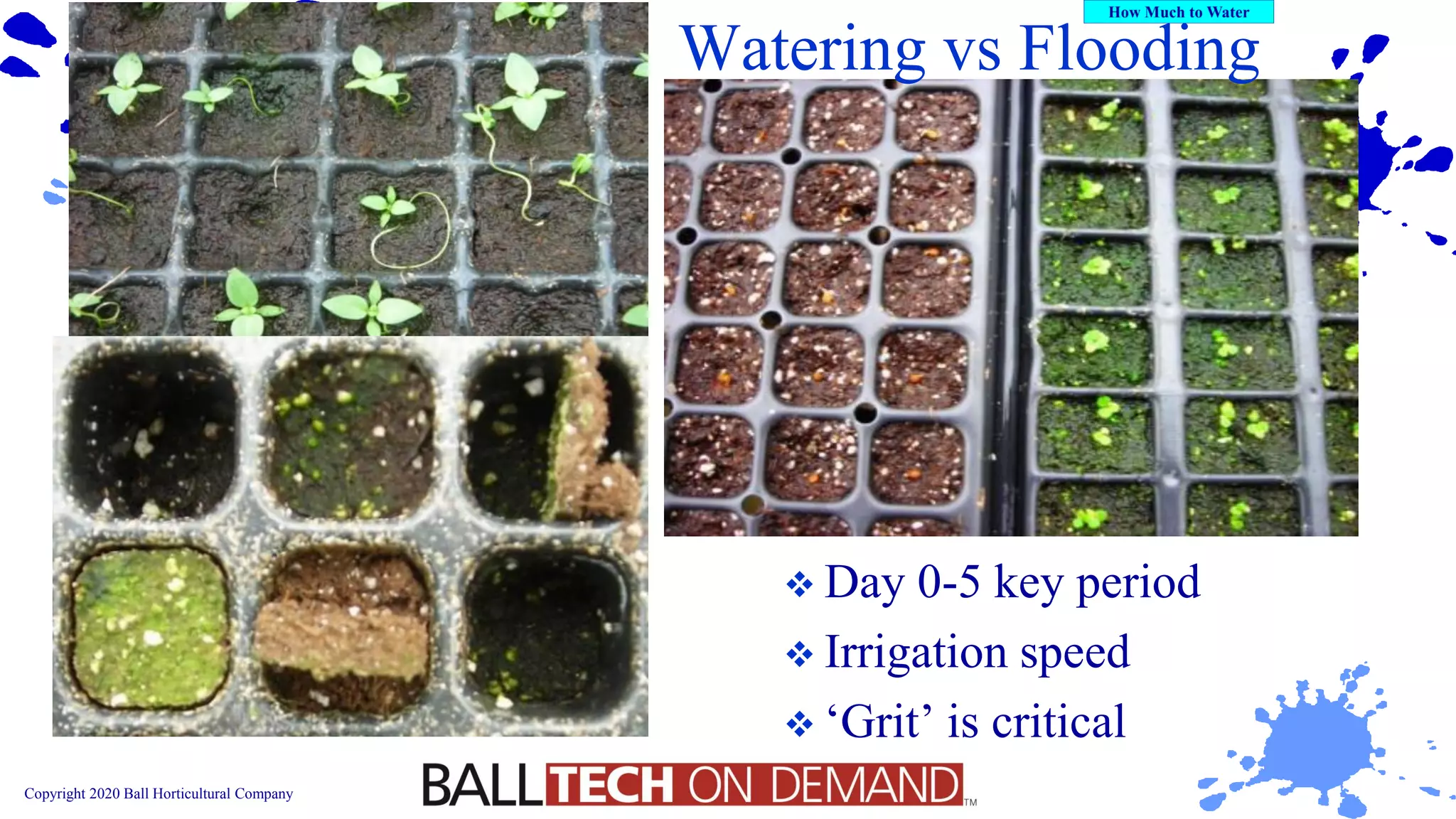 Copyright 2020 Ball Horticultural Company
Watering vs Flooding
❖ Day 0-5 key period
❖ Irrigation speed
❖ ‘Grit’ is critical
 