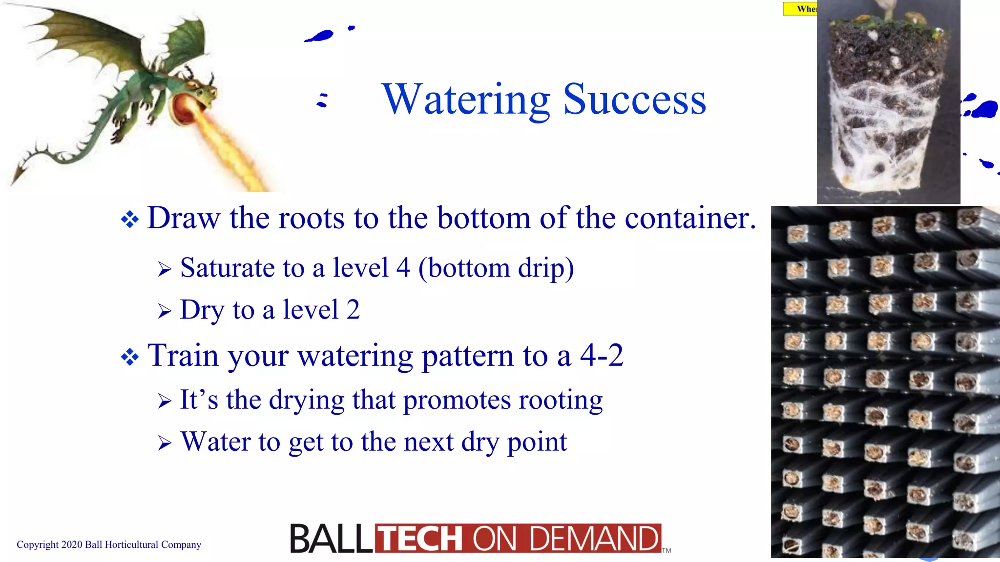 Copyright 2020 Ball Horticultural Company
Watering Success
➢ Saturate to a level 4 (bottom drip)
➢ Dry to a level 2
❖ Train your watering pattern to a 4-2
➢ It’s the drying that promotes rooting
➢ Water to get to the next dry point
❖ Draw the roots to the bottom of the container.
 