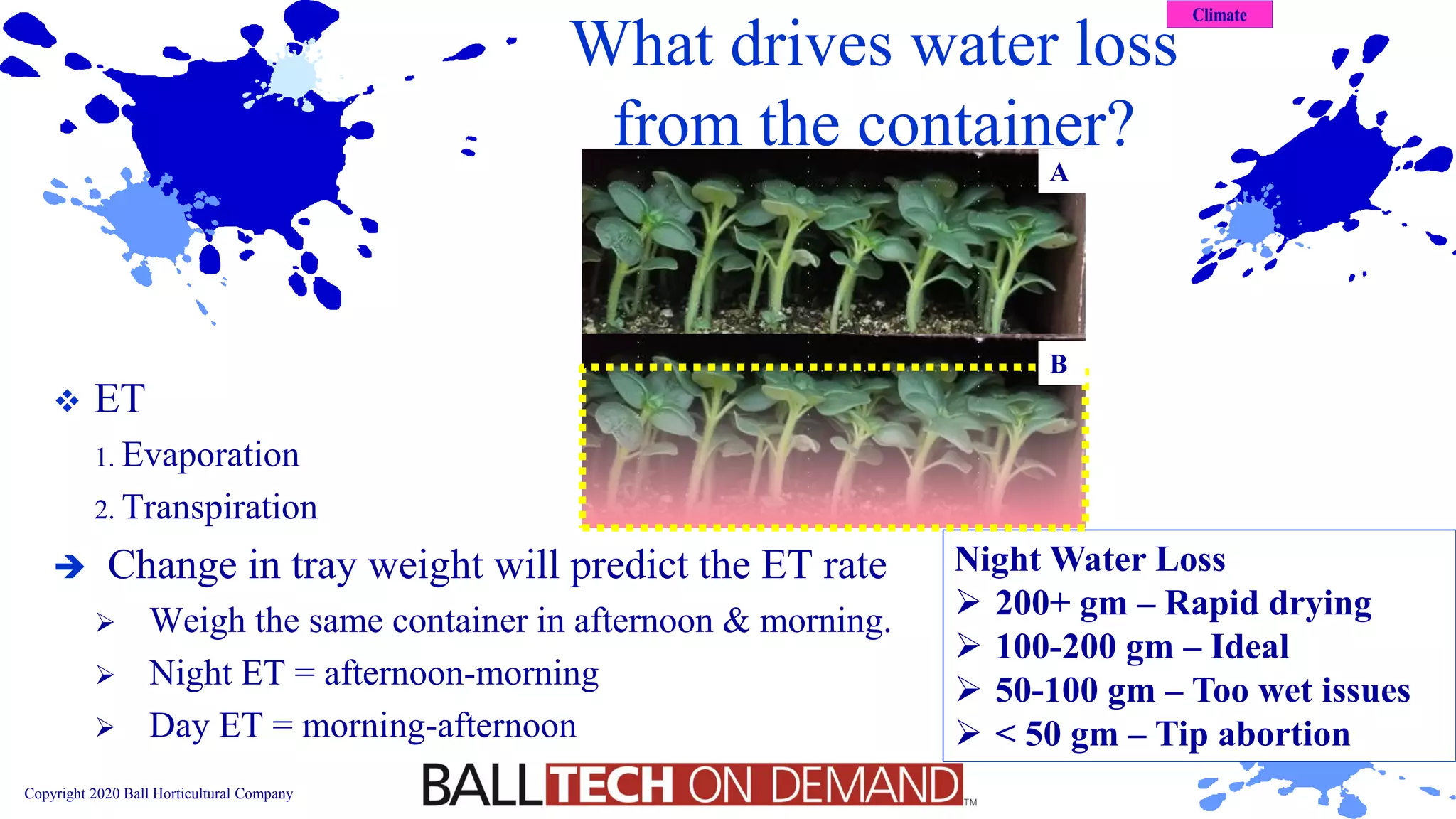 Copyright 2020 Ball Horticultural Company
What drives water loss
from the container?
Night Water Loss
➢ 200+ gm – Rapid drying
➢ 100-200 gm – Ideal
➢ 50-100 gm – Too wet issues
➢ < 50 gm – Tip abortion
A
B
❖ ET
1. Evaporation
2. Transpiration
➔ Change in tray weight will predict the ET rate
➢ Weigh the same container in afternoon & morning.
➢ Night ET = afternoon-morning
➢ Day ET = morning-afternoon
 