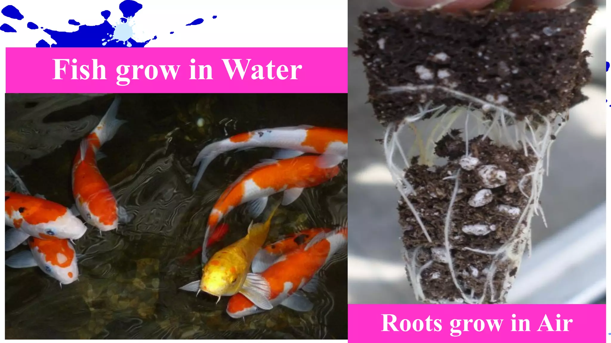 Copyright 2020 Ball Horticultural Company
Fish grow in Water
Roots grow in Air
 