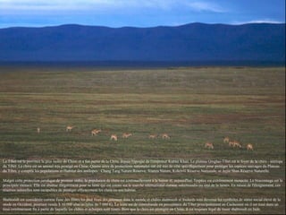 Le Tibet est la province la plus isolée de Chine et a fait partie de la Chine depuis l'époque de l'empereur Kublai Khan. Le plateau Qinghai-Tibet est le foyer de la chiru - antilope
du Tibet. La chiru est un animal très protégé en Chine. Quatre aires de protections nationales ont été mis de côté spécifiquement pour protéger les espèces sauvages du Plateau
du Tibet, y compris les populations et l'habitat des antilopes : Chang Tang Nature Reserve, Xianza Nature, Kekexili Réserve Nationale, et Arjin Shan Réserve Naturelle.
Malgré cette protection juridique de premier ordre, la population de chiru est continuellement à la baisse et, aujourd'hui, l'espèce est extrêmement menacée. Le braconnage est la
principale menace. Elle est abattue illégalement pour sa laine qui est connu sur le marché international comme «shahtoosh» ou «roi de la laine». En raison de l'éloignement, ces
réserves naturelles sont incapables de protéger efficacement les chiru ou son habitat.
Shahtoosh est considérée comme l'une des fibres les plus fines des animaux dans le monde et châles shahtoosh et foulards sont devenus les symboles de statut social élevé de la
mode en Occident, pourtant vendu $ 10 000 chacun (plus de 7 000 €). La laine est de contrebande en provenance du Tibet principalement au Cachemire où il est tissé dans un
tissu extrêmement fin à partir de laquelle les châles et écharpes sont tissés. Bien que la chiru est protégée en Chine, il est toujours légal de tisser shahtoosh en Inde.
 