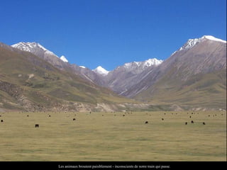 Les animaux broutent paisiblement - inconscients de notre train qui passe.
 