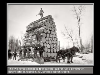 The two horses managed to move the load for half a centimeter, before total exhaustion.  A Guinness World Record? 