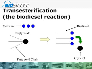 Transesterification  (the biodiesel reaction) Fatty Acid Chain Glycerol Methanol  Biodiesel Triglyceride 