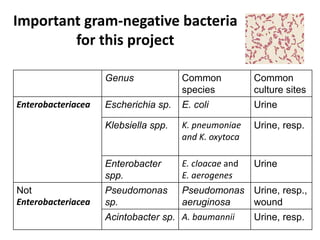 Important gram-negative bacteria
for this project
Genus Common
species
Common
culture sites
Enterobacteriacea Escherichia sp. E. coli Urine
Klebsiella spp. K. pneumoniae
and K. oxytoca
Urine, resp.
Enterobacter
spp.
E. cloacae and
E. aerogenes
Urine
Not
Enterobacteriacea
Pseudomonas
sp.
Pseudomonas
aeruginosa
Urine, resp.,
wound
Acintobacter sp. A. baumannii Urine, resp.
 