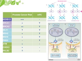 Prostate Cancer Risk mPC
HOXB13 +++ -
BRCA1 + Y
BRCA2 ++ Y
MLH1 +/-
MSH2 ++
MSH6 ++
PMS2 -
ATM + Y
CHEK2 + -
Prostate Cancer Risk mPC
HOXB13 +++ -
BRCA1 + Y
BRCA2 ++ Y
MLH1 ? Y
MSH2 + Y
MSH6 + Y
PMS2 - Y
ATM + -
CHEK2 + -
PALB2 ? -
 