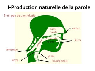 I-Production naturelle de la parole
1) un peu de physiologie
oesophage
Trachée artère
glotte
langue
narines
lèvres
Cavité
nasale
C. buccale
larynx
 