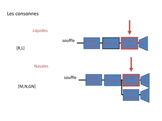 Les consonnes
Liquides
Nasales
cordes
vocales
Pharynx
Cavité
buccale E
souffle
Cavité
nasale E
cordes
vocales
Pharynx
Cavité
buccale E
souffle
[R,L]
[M,N,GN]
 