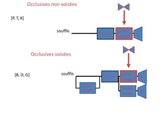 Occlusives non voisées
Occlusives voisées
Pharynx
Cavité
buccale E
souffle
cordes
vocales
[P, T, K]
[B, D, G] Pharynx
Cavité
buccale E
souffle
Cavité
nasale E
 