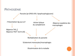 PATHOGÉNIE
Parasite (pt GP63 LPG: lipophosphoglycane)
- Présentation Ag aux LcT
Réponse TH1 
Réponse TH2 (IL4 IL10)
-Action lytique
du complément
-Réponse oxydative des
macrophages
Multiplication du parasite
Eclatement monocytes/macrophages
Dissémination de la maladie
 
