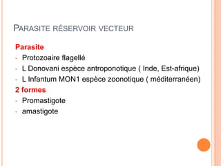 PARASITE RÉSERVOIR VECTEUR
Parasite
• Protozoaire flagellé
• L Donovani espèce antroponotique ( Inde, Est-afrique)
• L Infantum MON1 espèce zoonotique ( méditerranéen)
2 formes
• Promastigote
• amastigote
 